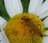 Oedemera podagrariae